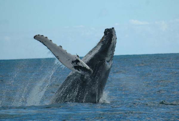Identifican 3 subespecies de ballena jorobada