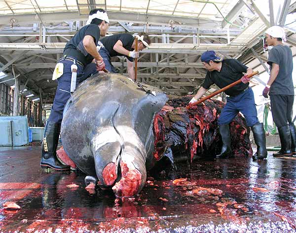 La Haya prohibió a Japón la caza de ballenas