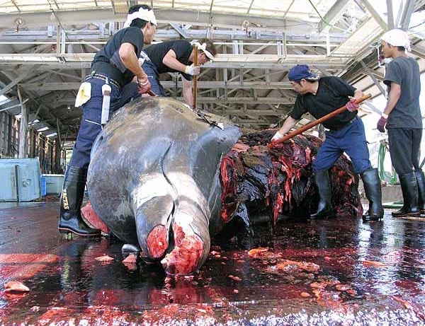 Revelan que redes de pesca matan lentamente a las ballenas