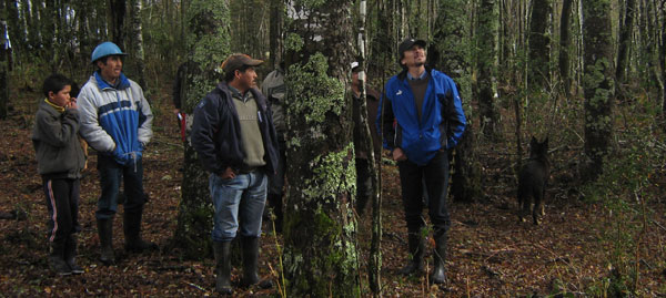 El modelo forestal chileno y la destrucción de ecosistemas y comunidades