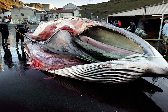 Indignación popular evitó que barco cargado de carne de ballena llegue a puerto