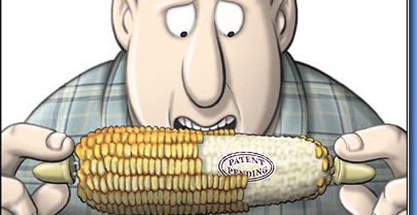 http://www.elciudadano.cl/wp-content/uploads/maiz1.jpg