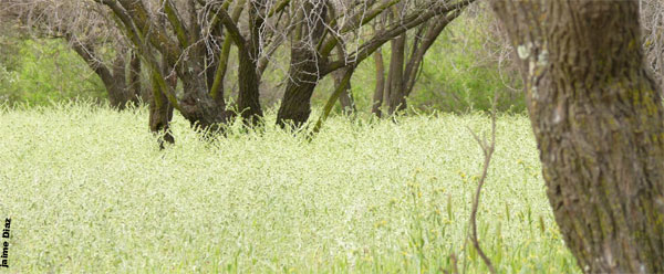 Salvemos el Bosque Panul