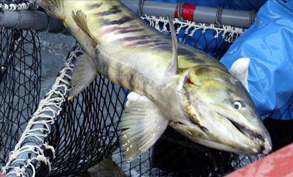 EE.UU. suspende ingreso de salmón de Marine Harvest Chile contaminado con químico cancerígeno
