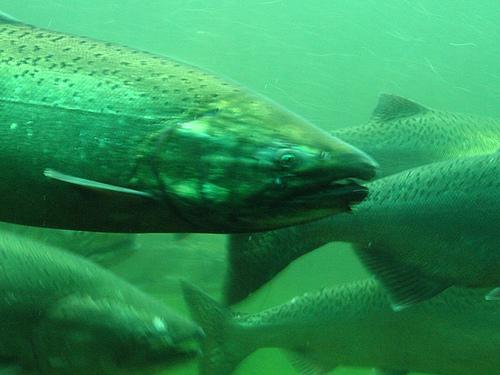 Presentan proyecto que prohíbe la comercialización de peces contaminados